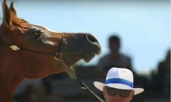 Arabian Horse Shows: Art, Beauty and Tradition in Competition