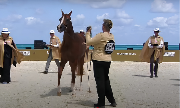 Arabian Horse Shows: Art and Tradition in Every Judging