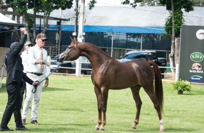 Arabian Horse Show