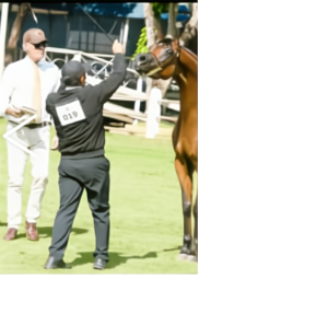 Arabian Horse Show