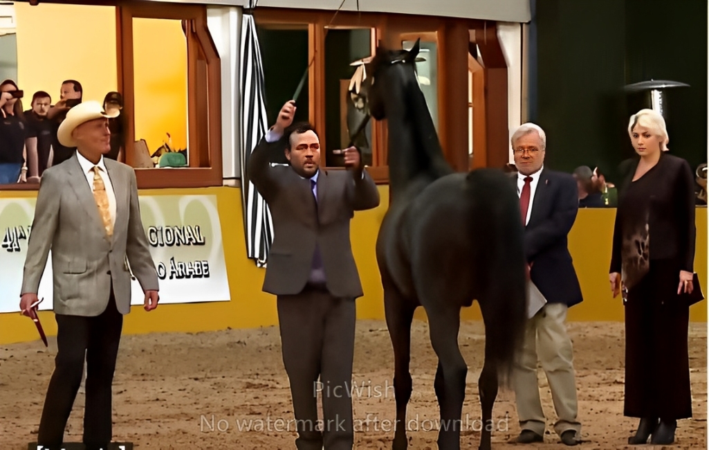 Arabian Horse Show