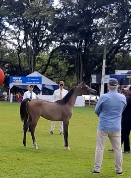 Arabian Horse Show