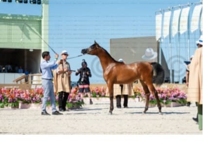 Arabian Horse Show