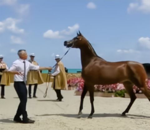 Arabian Horse Show