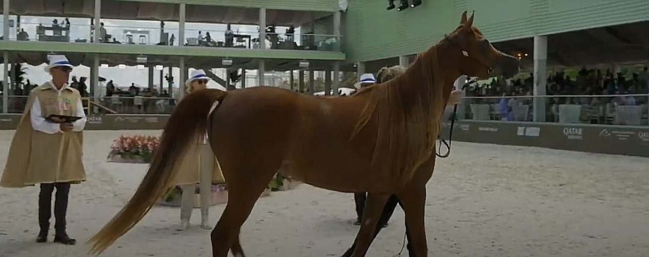 Arabian horse event
