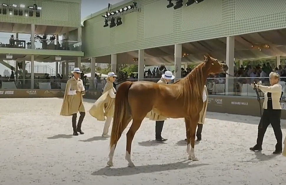 Arabian Horse Show Miami