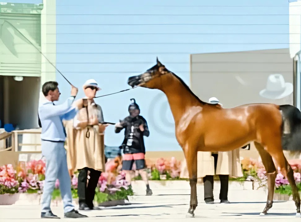 Arabian Horse Show