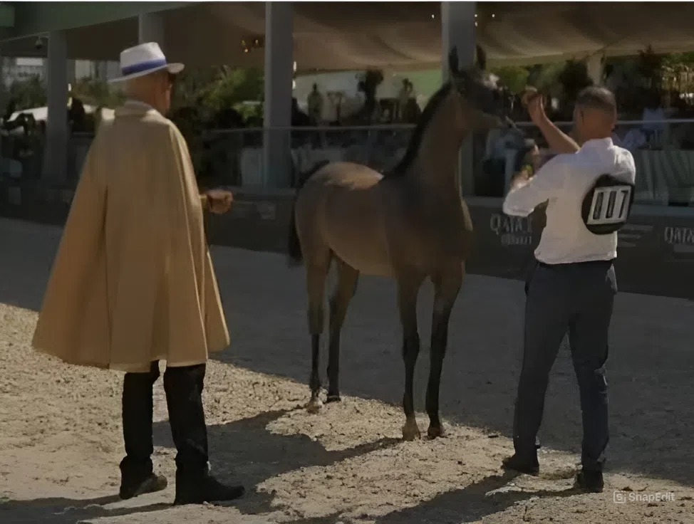 Arabian Horse Show